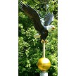 12" Natural Eagle 